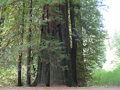 Redwoods in Whittemore Grove on Briceland Road