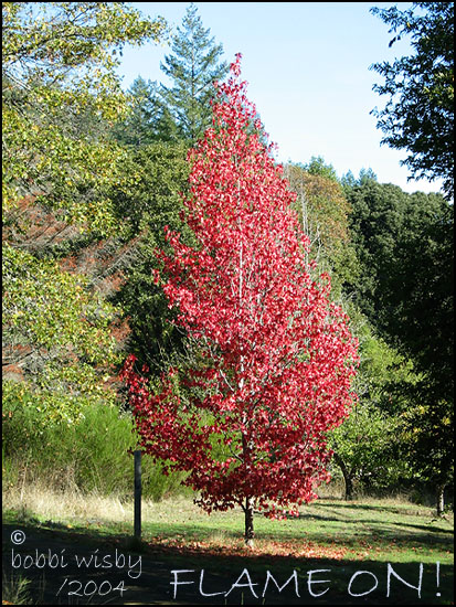 maple red fall flame