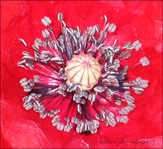 Centered Poppy