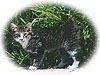 Kaya kitten