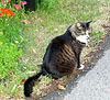 Kaya in the yard