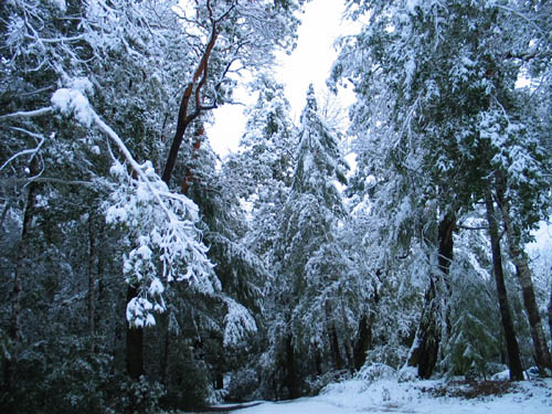 driveway_snow.jpg